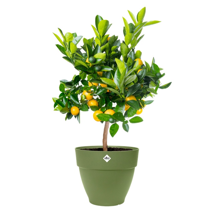 vibia campana 40cm mosgroen